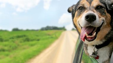 Camping With A Dog - Camping avec un chien