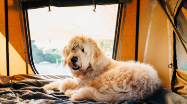 Camping with your dog - Tips and Tricks - Dog sitting in tent.