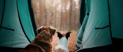 cat and dog-friendly camping