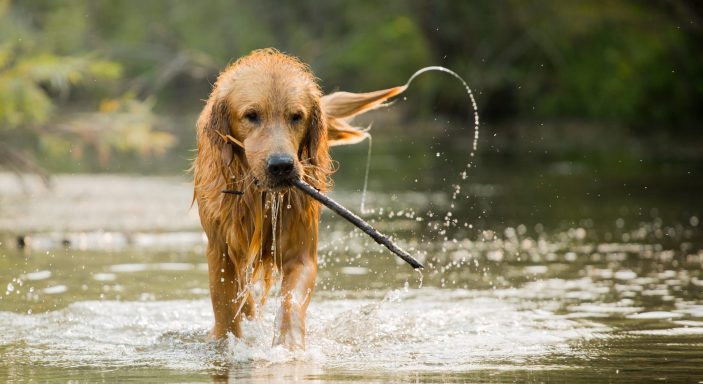 Un chien se promène dans un camping