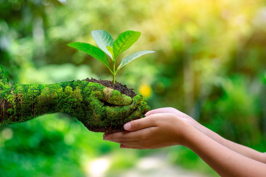 Symbolische grüne Hand der Natur gibt einen Pflanzensetzling in eine menschliche Hand.