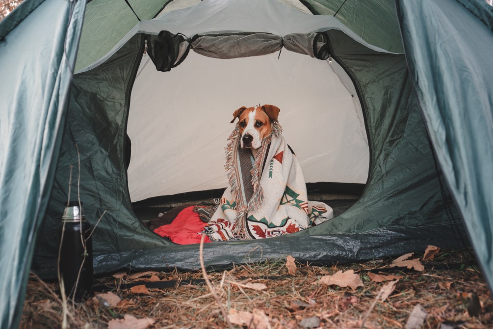 Un chien en camping dans une tente