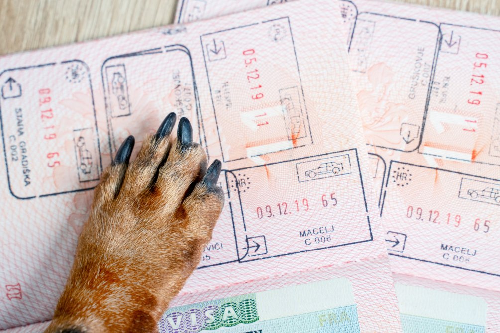 Un passeport pour chien