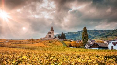 vines in Alsace France