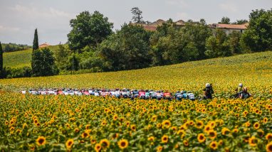 Tour de France passing through sunflower fields | Le Tour de France traverse des champs de tournesols