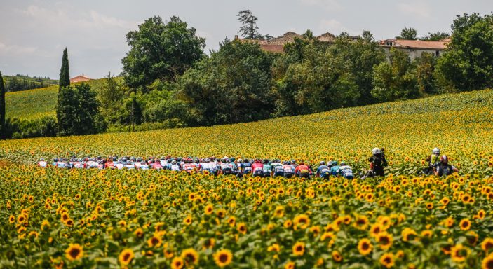 Tour de France passing through sunflower fields | Le Tour de France traverse des champs de tournesols