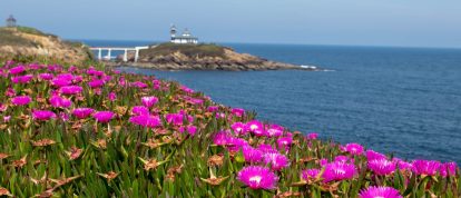 Blick auf die Isla Pancha mit ihren leuchtend rosa Blumen, Campingplätze in Galicien, Spanien