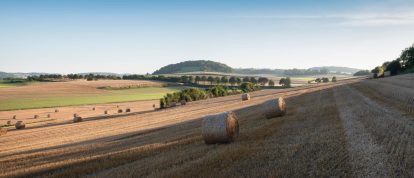 Paysage avec champs de maïs et prairies dans le Nord