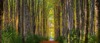 Forêt de hêtres Mata del Haya, vallée de Belagua, Navarre, Espagne. Campings en Navarre