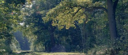 Bellissimo sentiero verde della foresta di Sénart, nel dipartimento dell'Essonne, in Francia. Campeggi in Essonne