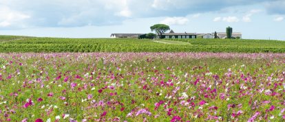 Vigneto nel Médoc, Campeggi in Gironda
