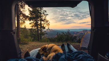 Campervan holiday with dogs