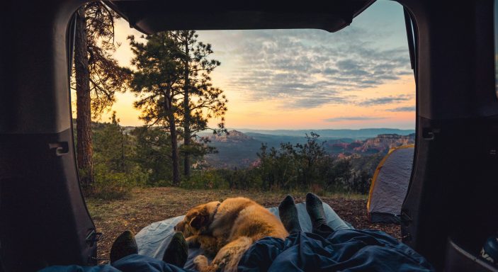 Campervan holiday with dogs