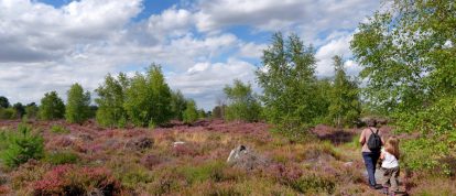 Randonnée dans la bruyère pourpre sur le plateau des Coquibus en forêt de Fontainebleau. Campings en Seine-et-Marne