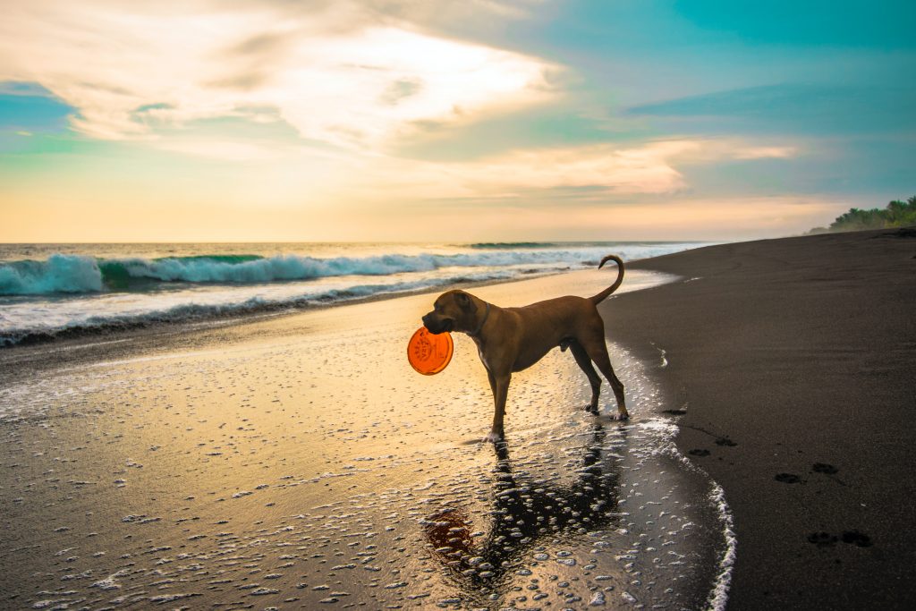 dog playing on the beach