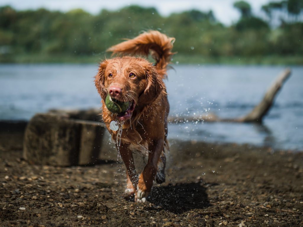 dog running in mud