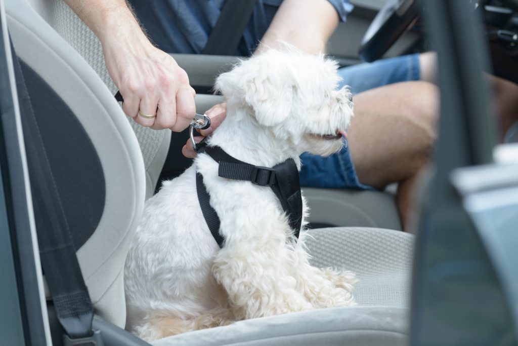 Dog traveling in a car