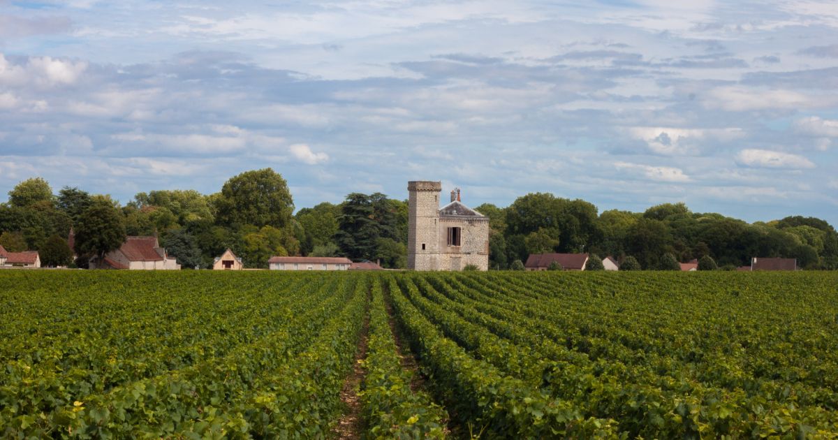 Vignes in Bourgogne