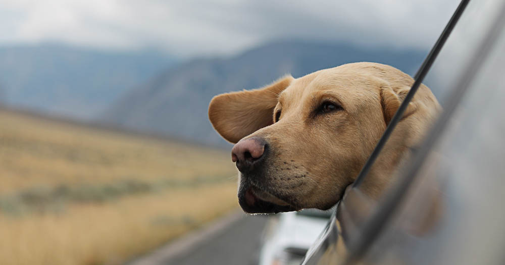 In camper con il cane