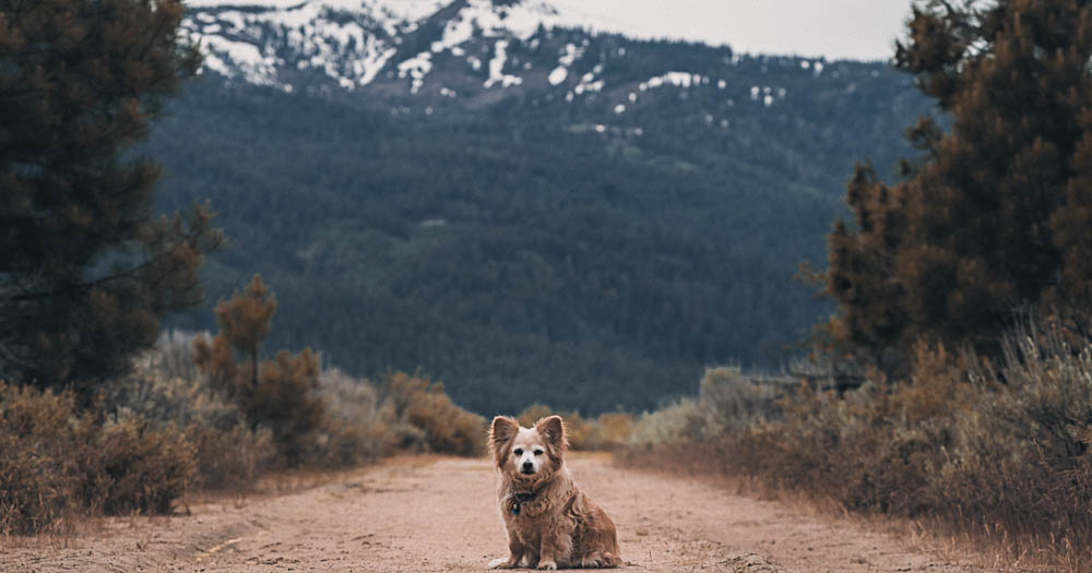 vacanze all'aria aperta con cane