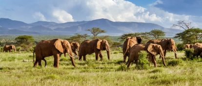 Branco di elefanti, Parco nazionale Kruger - Campeggi in Limpopo, Sudafrica