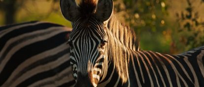 Zebra, Hluhluwe-Imfolozi Park - Campings in KwaZulu-Natal, Zuid-Afrika