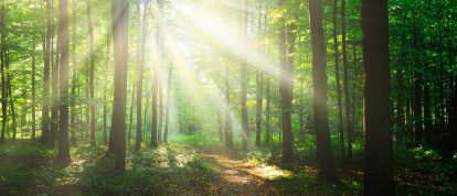 Le soleil brille à travers les arbres comme dans la forêt domaniale d'Ecouves - Campings à Alençon