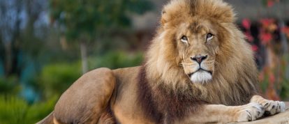 Lion mâle au parc safari (Réserve Africaine) à Sigean, France - Campings à Sigean