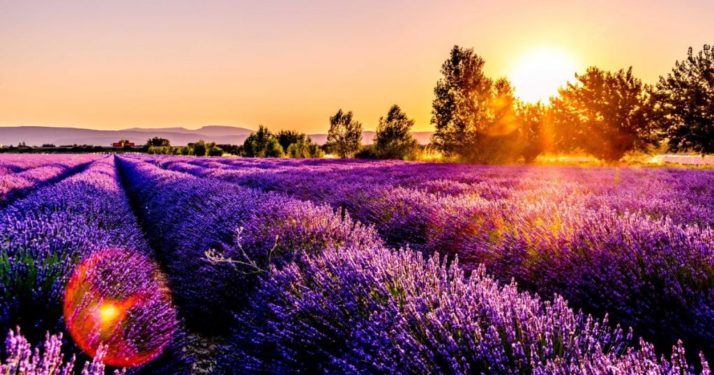 Sonnenuntergang hinter Baumwipfeln und im Vordergrund Lavendelfelder in ihrer vollen Blüte - Reiseziele in Frankreich, Provence
