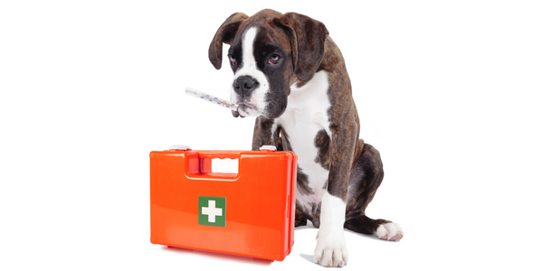 Camping first aid kits for dogs.