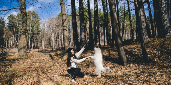 Dog-friendly destinations. Camping with a dog.