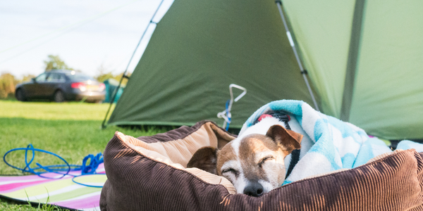 Dog-friendly campsites. Campsites that allow dogs. 