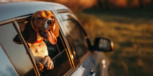 Travelling with your dog by car, ferry or plane.