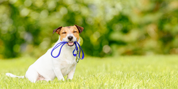 Camping checklist for your dog. Dog holding a lead.