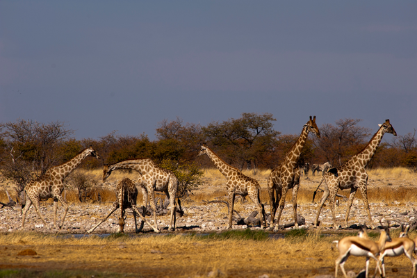 giraffe in primo piano con arbusti sullo sfondo