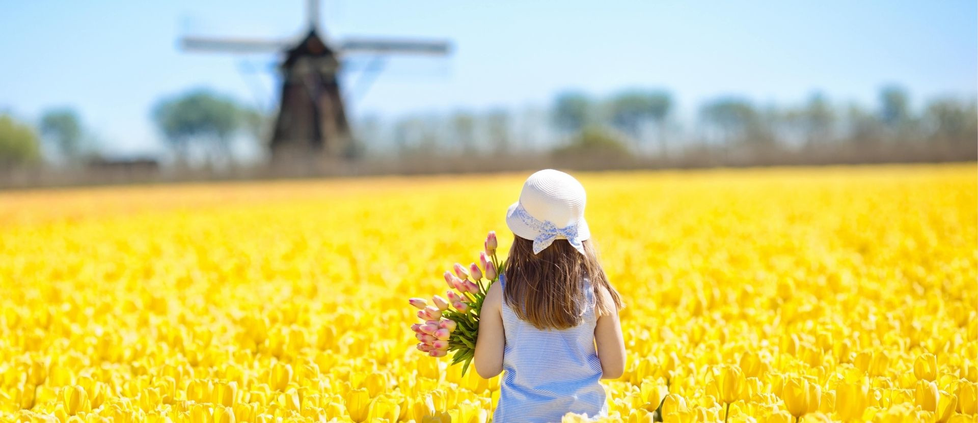 Niña en el campo de tulipanes frente al molino de viento, Países Bajos