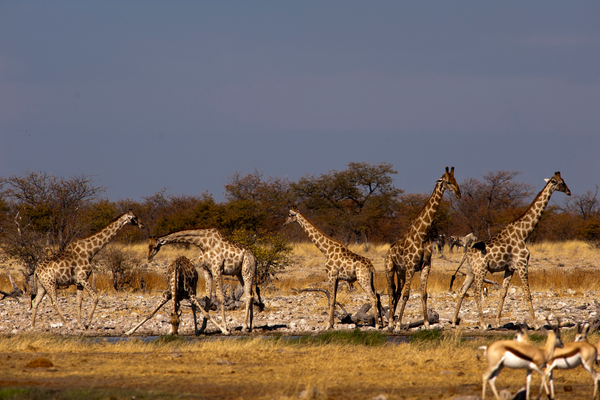 Giraffen in der freien Wildbahn in Gauteng, Südafrika