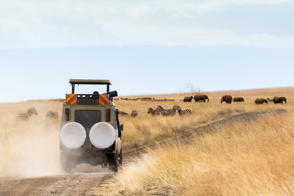 Jeep fährt durch die staubige Landschaft, dahinter Zebras und Elefanten in Nordwest, Südafrika