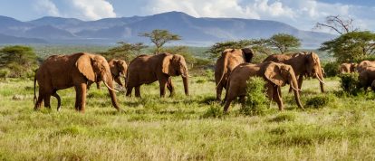 Manada de elefantes, Parque Nacional Kruger - Campings en Limpopo, Sudáfrica