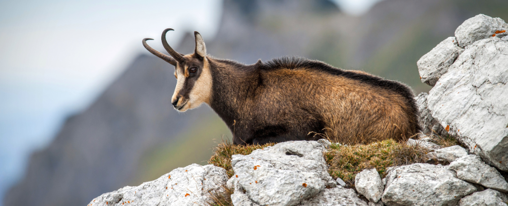 Chamois in Ecrins National Park - Mountain Goat sitting on cliff edge