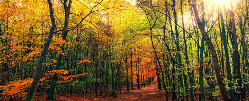 Wald im Herbst mit bunt verfärbten Blättern in Rot-Orange und Gelb