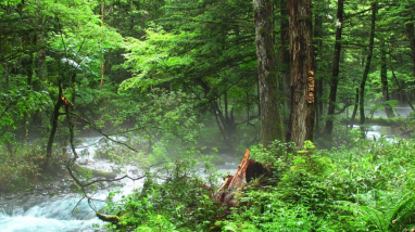 Fluss im grünen Wald