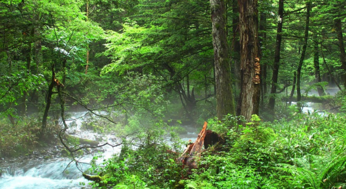 Fluss im grünen Wald