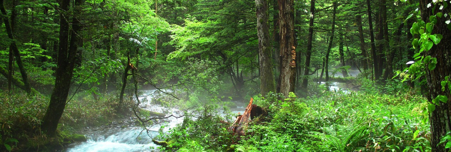 Fluss im grünen Wald