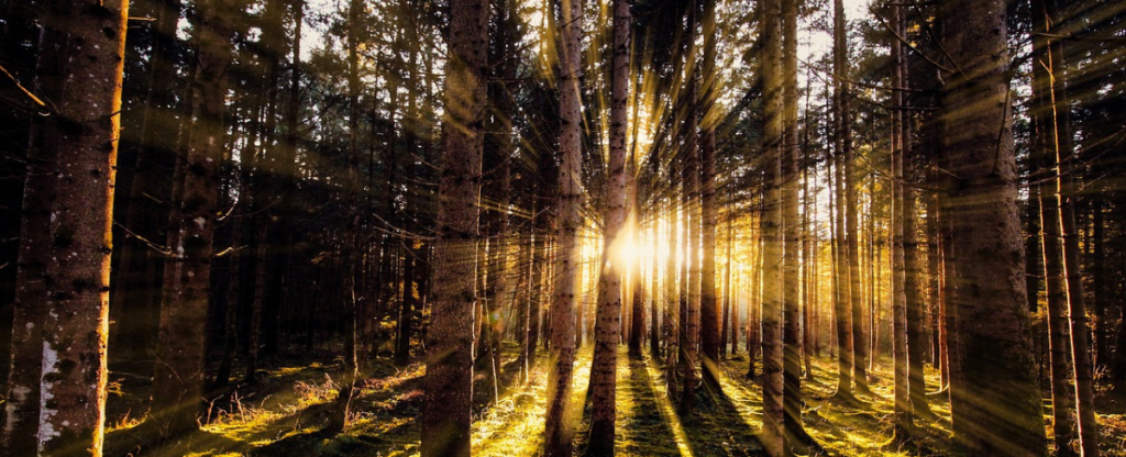 Waldlandschaft bei Sonnenuntergang