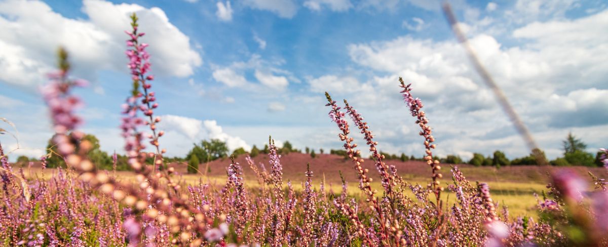 Lila Heideblüte in der Lüneburger Heide, Deutschland, im Hintergrund der blaue Himmel mit Wolken