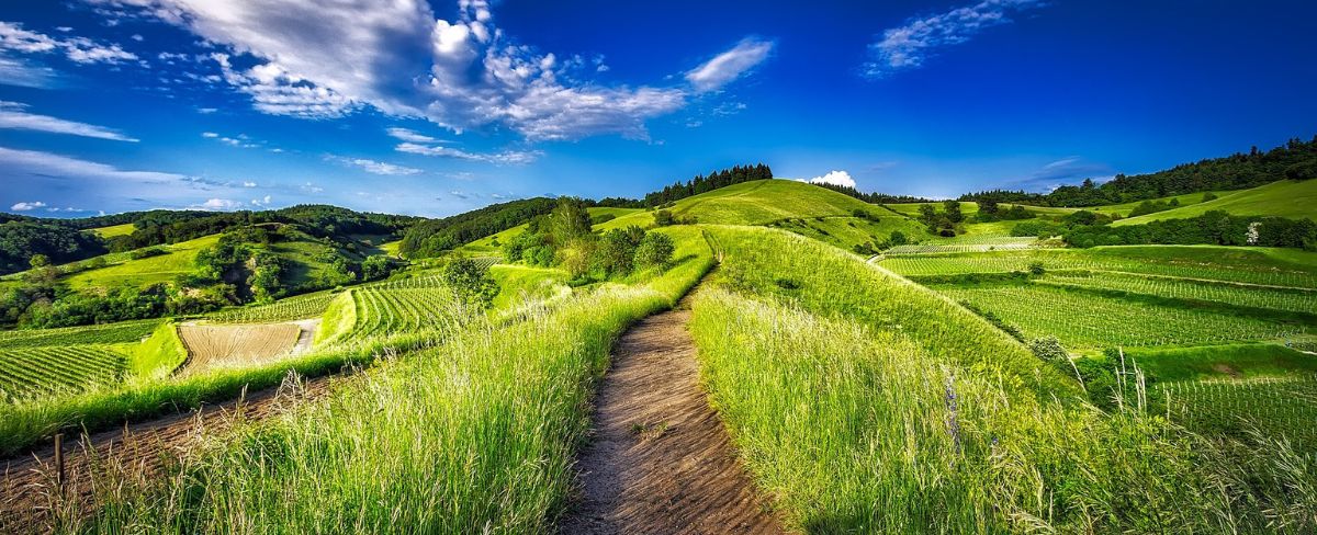 Wanderweg über Felder in Weinregion mit blauem Himmel