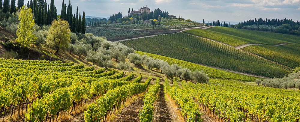 paesaggio con vigneti e colline sullo sfondo