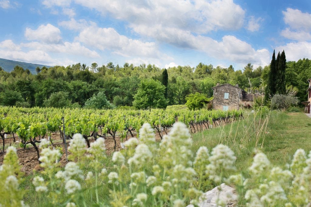 vignoble français