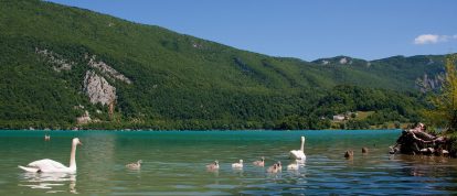 Familia de cisnes en el lago de Aiguebelette - Campings en el lago de Aiguebelette